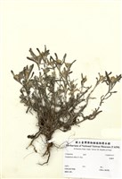 藏品(鼠麴草)的圖片